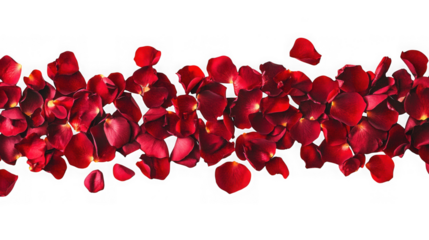 A scattering of deep red rose petals forming a border isolated on transparent background