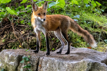 Red Fox Vixen Portrait