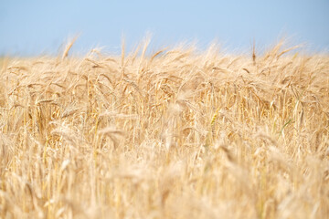 Close up of wheat ears, field of wheat in a summer day. Harvesting period