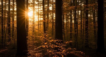 Golden Sunlight Filtering Through Autumnal Forest Trees at Sunset