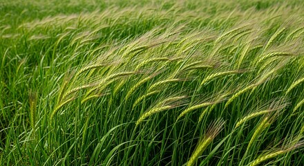 Green Barley Field Swaying Gently in Breeze