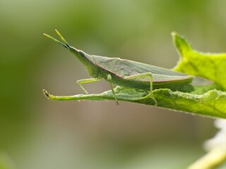 Acrida Cinerea on a leaf with blur background