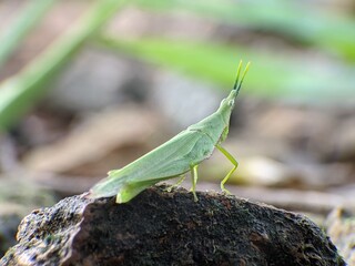 Acrida Cinerea on rock with blurred background