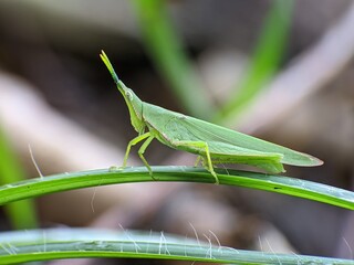 Acrida Cinerea on grass with blurred background