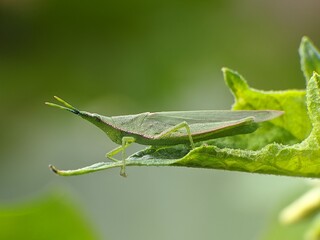 Acrida Cinerea on a leaf with blur background