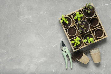 Peat pots with basil, soil and secateurs on grunge background