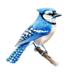 Blue Jay, watercolor vector, isolated on a white background.