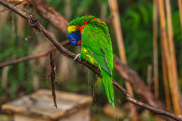 Feathers dipped in paint, the Rainbow Lorikeet carries the palette of a rainbow, Nashville Zoo, Nashville, Tennessee, United States of America