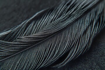 An up-close view of a beautiful black feather with detailed texture, showcasing its delicate structure