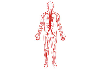 Obraz premium Medical illustration of human circulatory system highlighting veins and arteries on transparent background