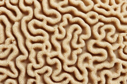 Detailed macro view of brain coral with intricate, swirling patterns and textures. The image captures the natural complexity and beauty of this ocean life