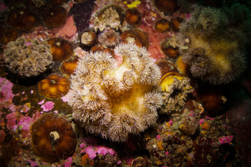 sea anemone and coral in the East Sea of Korea