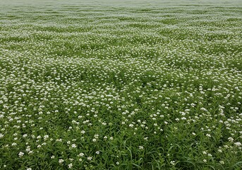 Expansive field densely populated with small white flowers and green foliage under natural lighting