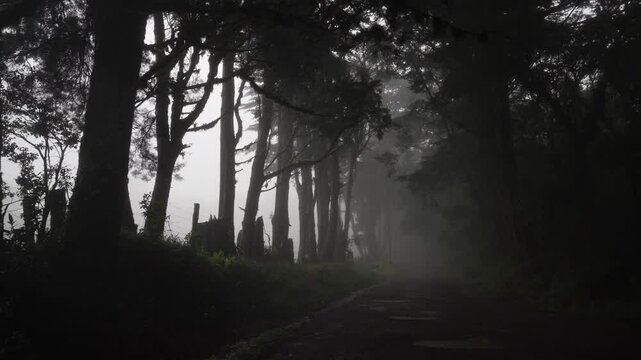 Camino en el bosque con lluvia y neblina al anochecer con gotas de lluvia rebotando en la calle de tierra