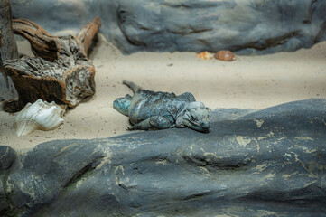 Like a rock lizard, find strength in stillness and patience, Nashville Zoo, Nashville, Tennessee, United States of America