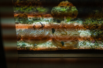 Rockfish cling to the ocean’s rocky edges, masters of patience and endurance, Nashville Zoo, Nashville, Tennessee, United States of America