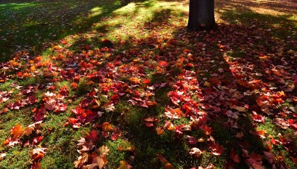 秋の公園、季節のイメージカット