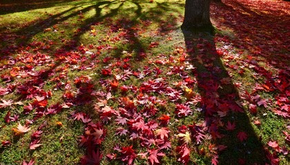 秋の公園、季節のイメージカット