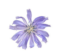 Chicory plant blue flower macro closeup isolated cutout on transparent