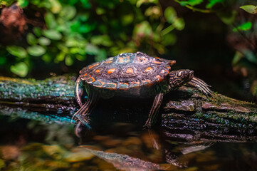 The wood turtle carries the forest on its back, slow but steady, Nashville Zoo, Nashville, Tennessee, United States of America