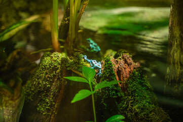 Tree frogs perch quietly, tiny sentinels of the forest canopy, Nashville Zoo, Nashville, Tennessee, United States of America