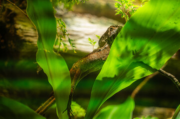 Hidden in the foliage, the reptile watches the world with patient eyes, Nashville Zoo, Nashville, Tennessee, United States of America