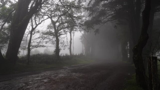 Camino en el bosque con lluvia y neblina al anochecer con gotas de lluvia rebotando en la calle de tierra