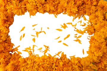 Frame of Cempasúchil   flowers and loose petals with a transparent background, a decoration for the Day of the Dead in Mexico.