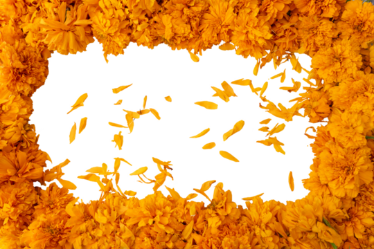 Frame of Cempasúchil   flowers and loose petals with a transparent background, a decoration for the Day of the Dead in Mexico.