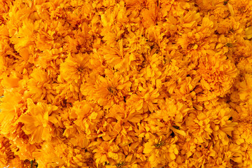 Close-up of a flowerbed filled with marigolds, Day of the Dead in Mexico
