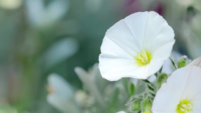 White convolvulus flower , Convolvulus cneorum