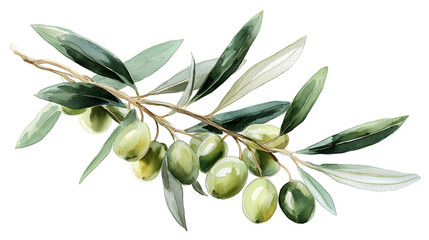 Watercolor-style illustration of an olive branch with ripe green olives and slender leaves, isolated on a white background. Ideal for culinary, botanical, organic, or Mediterranean-themed designs.