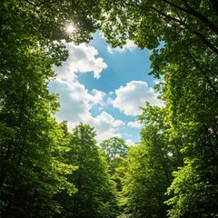 The skylight in the big forest