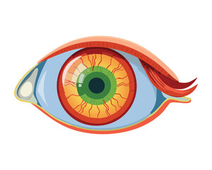 Human Eye Green Iris Side View Graphic