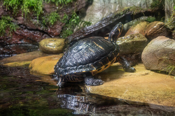 Fototapeta premium The terrapin teaches us that progress is not measured by haste, Georgia Aquarium, Atlanta, Georgia, United States of America