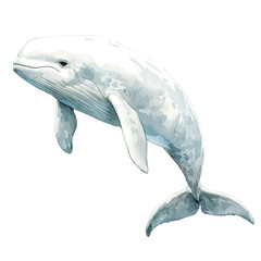 Beluga Whale, watercolor illustration vector, isolated on a white background.
