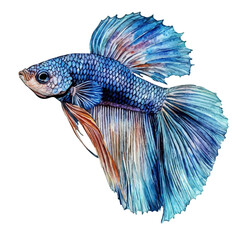 Fototapeta premium Betta Fish, watercolor drawing vector, isolated on a white background.