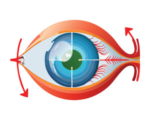 Fototapeta premium Eye with Crosshairs Indicating Vision Measurement Focus
