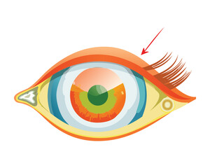 Green Eye Horizontal Movement Arrows