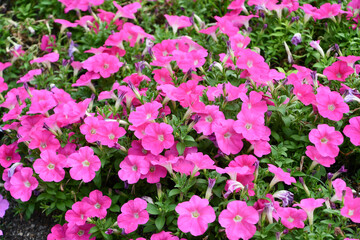 ペチュニア「ディーバ ローズインプ」　Petunia × hybrida ‘Diva Rose Imp’