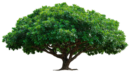 Lush Green Tree: A vibrant and healthy tree stands tall, its emerald foliage creating a sense of vitality and natural beauty. A symbol of life and a connection with nature.