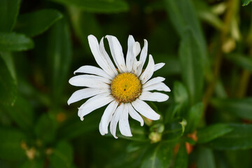 ハマギク　Nippon daisy