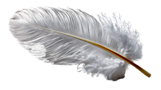 Soft and Gentle: A close-up shot of a delicate, white feather against a plain, simple background, embodying lightness, grace, and tranquility.