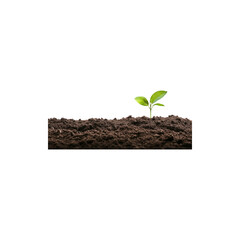 Young green plant sprouting in soil isolated on white background