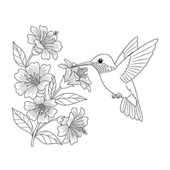 Obraz premium Hummingbird feeding on delicate flowers line art isolated on transparent background