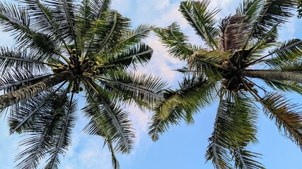 original photo of coconut trees in a very beautiful village full of tranquility.