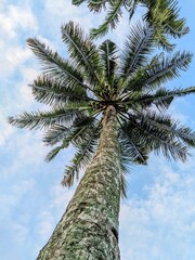original photo of coconut trees in a very beautiful village full of tranquility.
