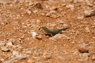 Endemic green Balearic lizard next to hikers breadcrumb on brown rocky arid terrain in Sa Dragonera...