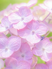 梅雨から初夏の公園や花壇を彩るアジサイのある風景。繊細で美しい装飾花の様子のクローズアップ。