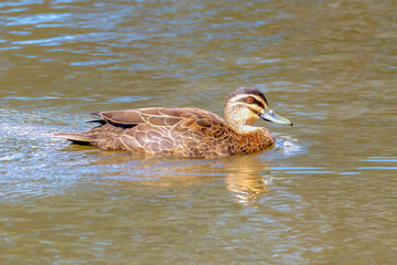 Pacific Black Duck in the water at the wetlands